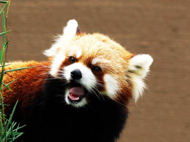 Sapporo Maruyama Hayvanat Bahçesi 'ndeki popüler kırmızı panda.