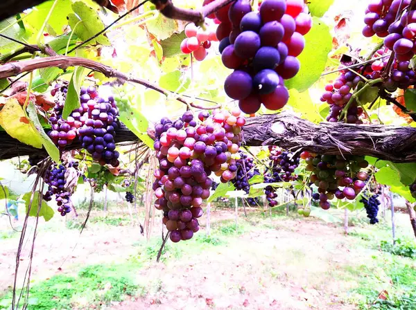 Lezzetli üzüm toplama mevsimi.!