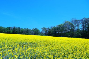 Muhteşem sarı bir kolza tohumu tarlası.