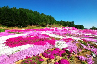 Güzel açan yosun parkı.