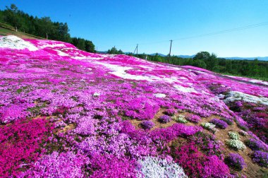 Güzel açan yosun parkı.