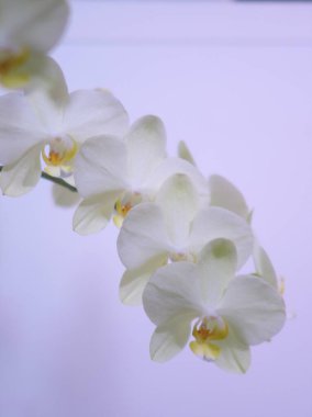 Dünya Orkide Sergisi Hokkaido 'da düzenlendi