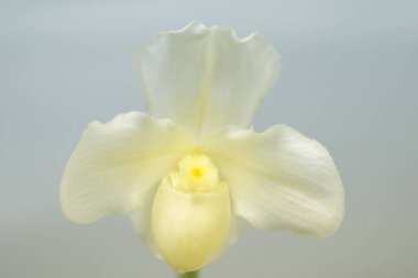 Dünya Orkide Sergisi Hokkaido 'da düzenlendi