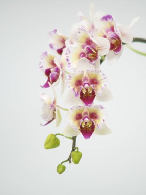 Dünya Orkide Sergisi Hokkaido 'da düzenlendi