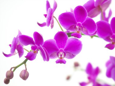 Dünya Orkide Sergisi Hokkaido 'da düzenlendi