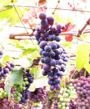 Yoichi 'de lezzetli üzüm toplama mevsimi.