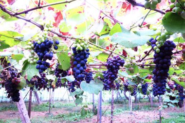 Yoichi 'de lezzetli üzüm toplama mevsimi.