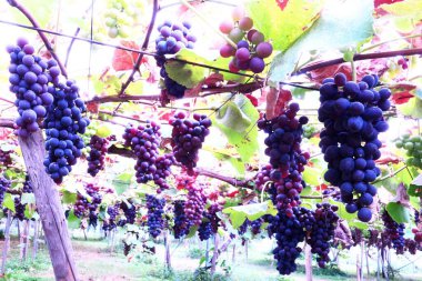 Yoichi 'de lezzetli üzüm toplama mevsimi.