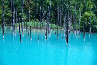 Biei 'nin Akan Ulusal Parkı' ndaki görkemli Mavi Gölet