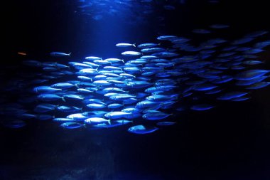 Sunpiazza Akvaryumu 'nda popüler balıklar