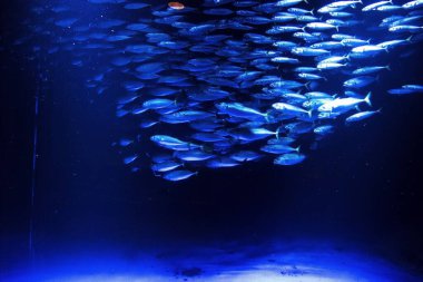 Sunpiazza Akvaryumu 'nda popüler balıklar