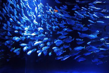 Sunpiazza Akvaryumu 'nda popüler balıklar