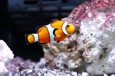 Sunpiazza Akvaryumu 'nda popüler balıklar