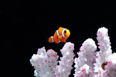 Sunpiazza Akvaryumu 'nda popüler balıklar