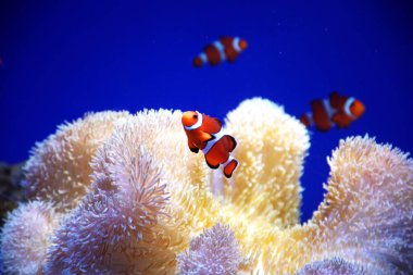 Sunpiazza Akvaryumu 'nda popüler balıklar