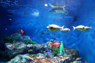 Sunpiazza Akvaryumu 'nda popüler balıklar