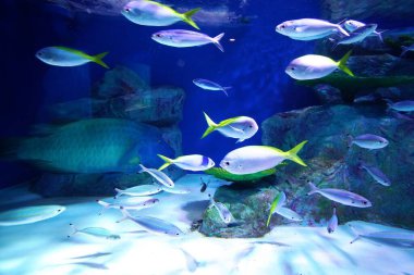 Sunpiazza Akvaryumu 'nda popüler balıklar