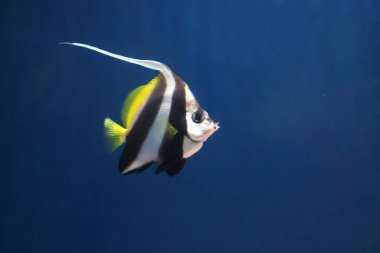 Sunpiazza Akvaryumu 'nda popüler balıklar