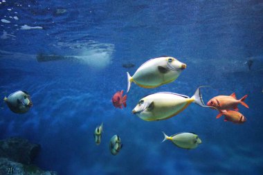 Sunpiazza Akvaryumu 'nda popüler balıklar