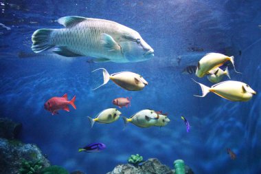 Sunpiazza Akvaryumu 'nda popüler balıklar