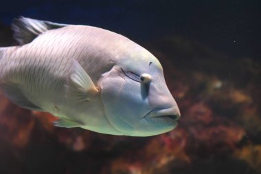 Sunpiazza Akvaryumu 'nda popüler balıklar