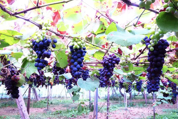 Yoichi 'de lezzetli üzüm toplama mevsimi.