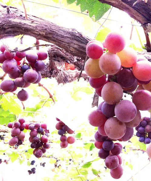 Yoichi 'de lezzetli üzüm toplama mevsimi.