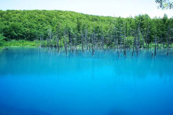 Biei 'nin Akan Ulusal Parkı' ndaki görkemli Mavi Gölet