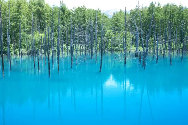 Biei 'nin Akan Ulusal Parkı' ndaki görkemli Mavi Gölet