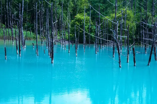 Biei 'nin Akan Ulusal Parkı' ndaki görkemli Mavi Gölet