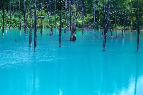 Biei 'nin Akan Ulusal Parkı' ndaki görkemli Mavi Gölet