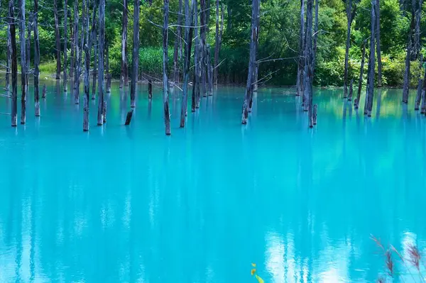 Biei 'nin Akan Ulusal Parkı' ndaki görkemli Mavi Gölet
