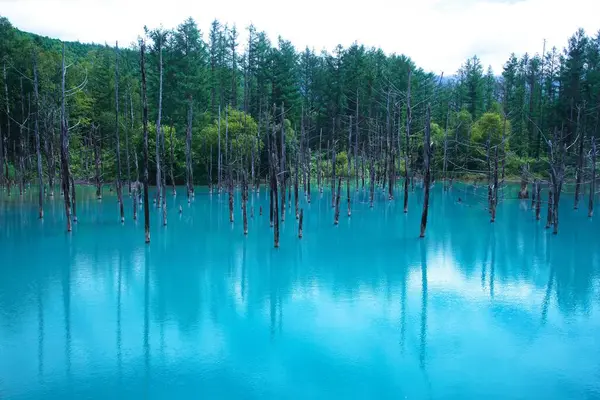 Biei 'nin Akan Ulusal Parkı' ndaki görkemli Mavi Gölet