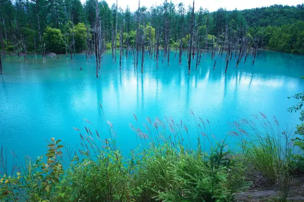 Biei 'nin Akan Ulusal Parkı' ndaki görkemli Mavi Gölet