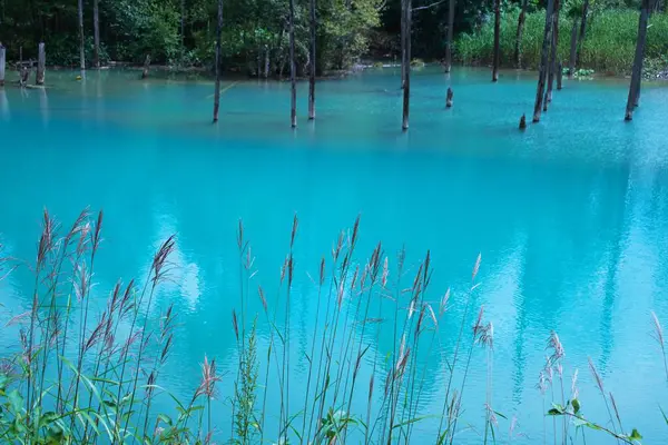 Biei 'nin Akan Ulusal Parkı' ndaki görkemli Mavi Gölet