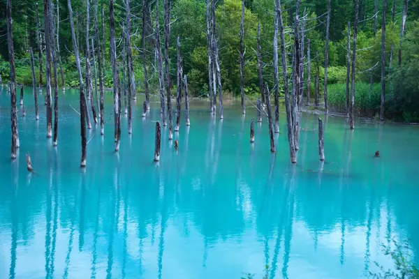 Biei 'nin Akan Ulusal Parkı' ndaki görkemli Mavi Gölet