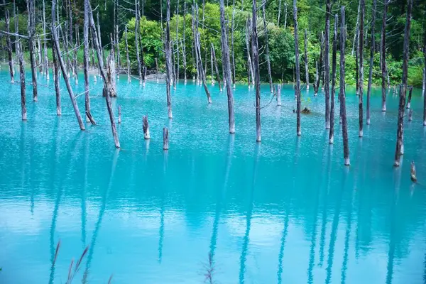 Biei 'nin Akan Ulusal Parkı' ndaki görkemli Mavi Gölet