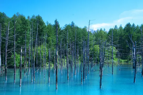 Biei 'nin Akan Ulusal Parkı' ndaki görkemli Mavi Gölet