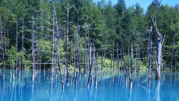 Biei 'nin Akan Ulusal Parkı' ndaki görkemli Mavi Gölet