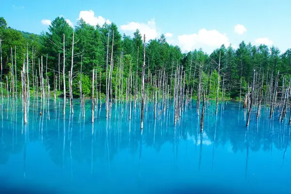Biei 'nin Akan Ulusal Parkı' ndaki görkemli Mavi Gölet