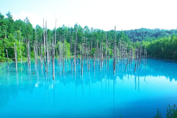 Biei 'nin Akan Ulusal Parkı' ndaki görkemli Mavi Gölet