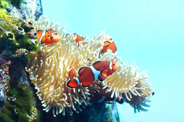 Sunpiazza Akvaryumu 'nda popüler balıklar