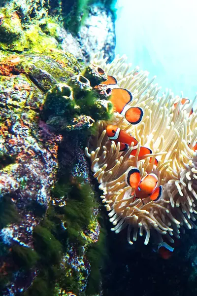 Sunpiazza Akvaryumu 'nda popüler balıklar