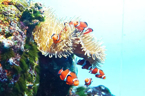 Sunpiazza Akvaryumu 'nda popüler balıklar