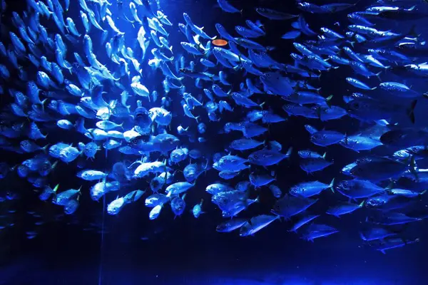 Sunpiazza Akvaryumu 'nda popüler balıklar