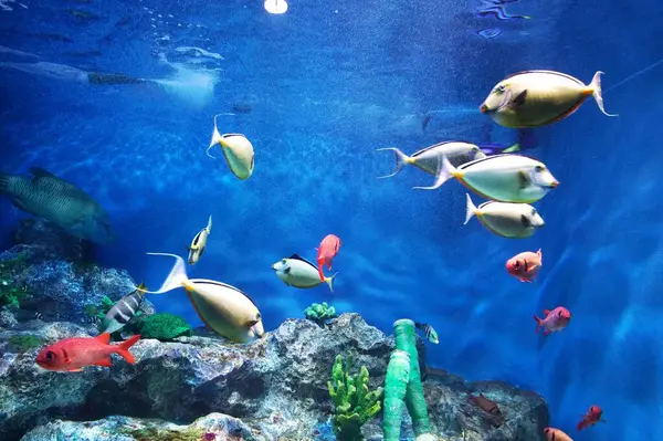 Sunpiazza Akvaryumu 'nda popüler balıklar