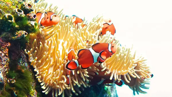 Sunpiazza Akvaryumu 'nda popüler balıklar