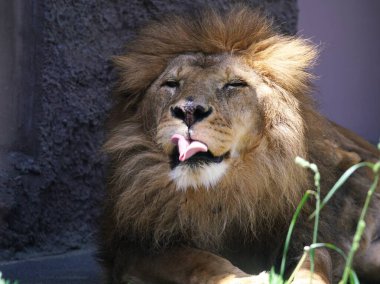 Aslanlar Sapporo Maruyama Hayvanat Bahçesi 'nde popülerdir.