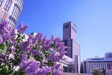 Mayıs 'ta JR Sapporo İstasyonu' nda leylaklar çiçek açacak