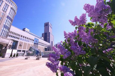 Mayıs 'ta JR Sapporo İstasyonu' nda leylaklar çiçek açacak